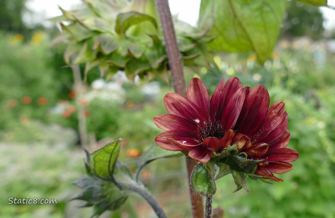 Small red sunflower blooms