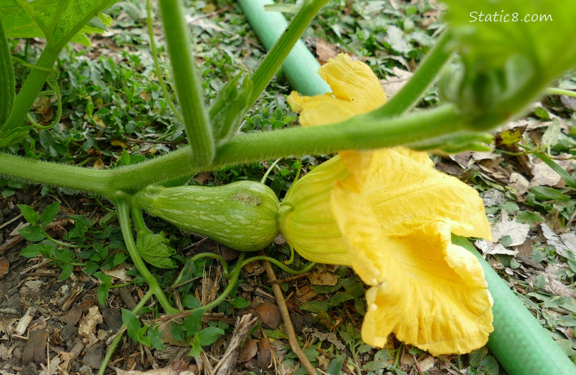 Small Butternut fruit and bloom on a plant