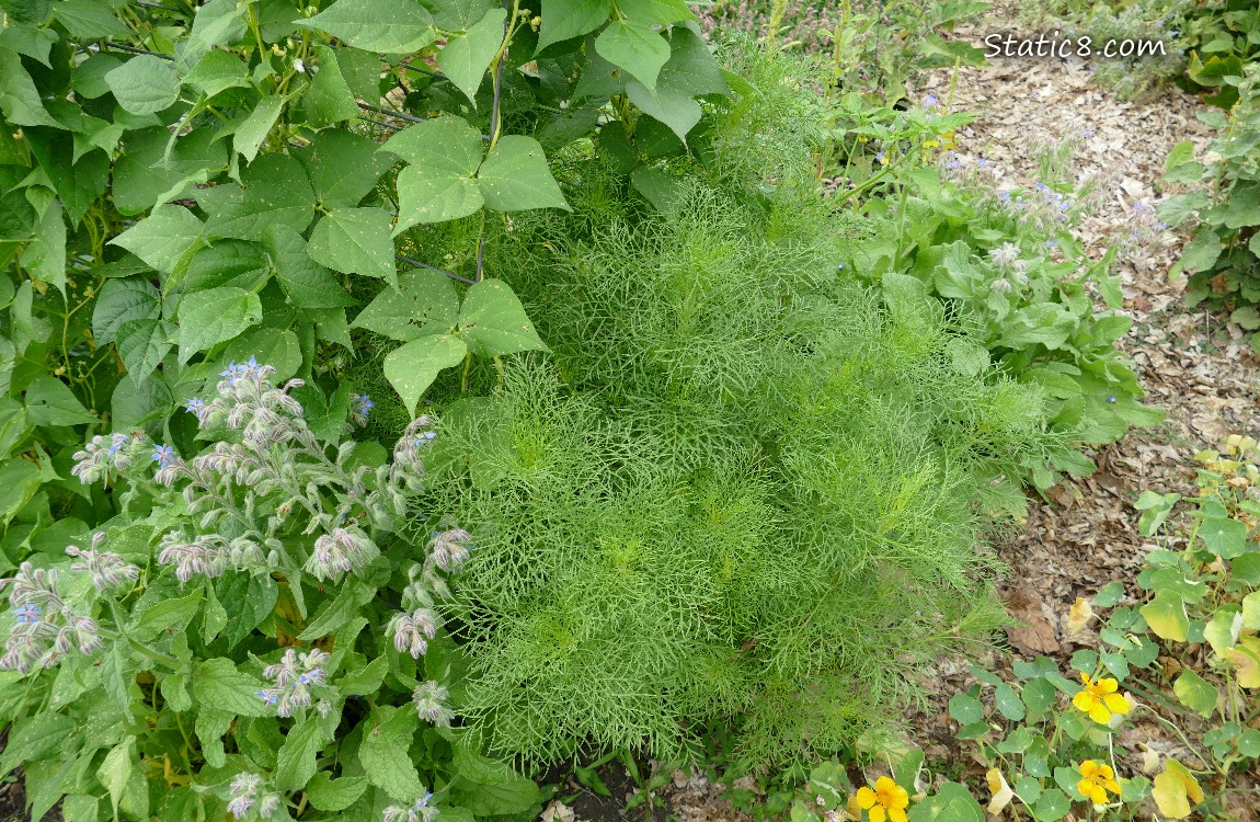 Beans plants on a trellis and a growing Cosmos plant