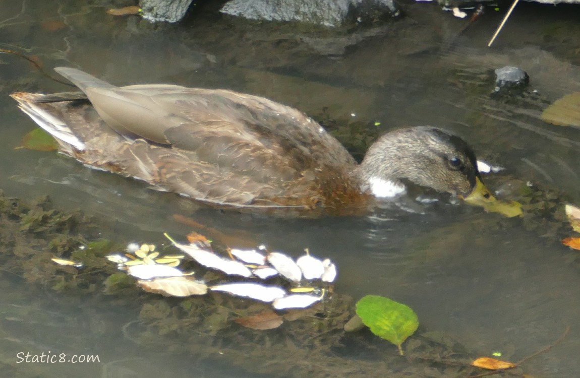 Mallard paddling in the water