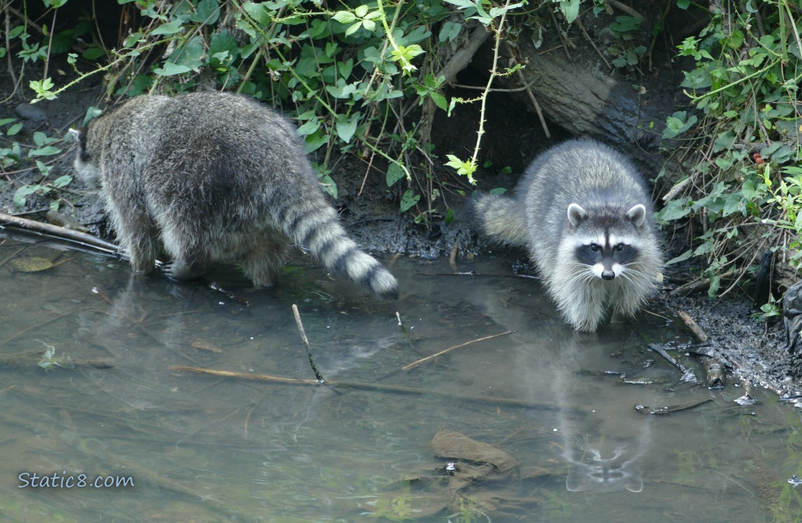 Two raccoons at the bank of the creek, one is walking away
