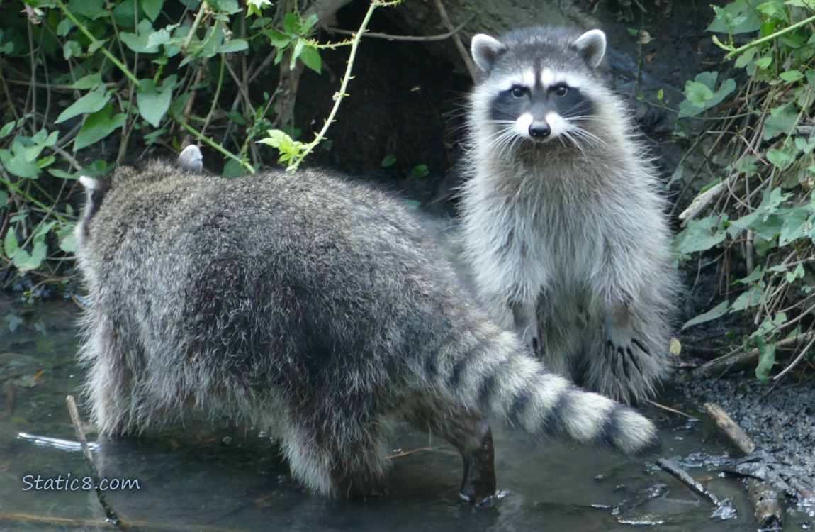 A raccoon standing behind their sibling who is walking by