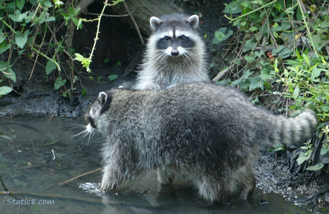 A raccoon standing behind their sibling who is walking by