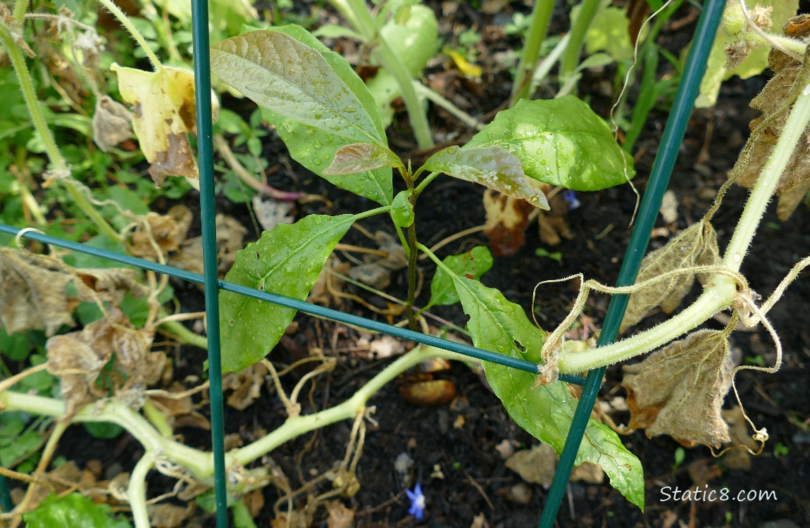 Small Avocado tree growing under a wire trellis