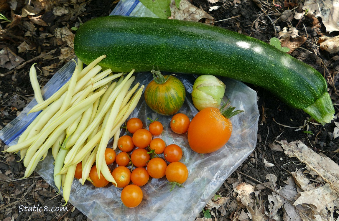 Harvested veggies laying on a ziplock back on the ground