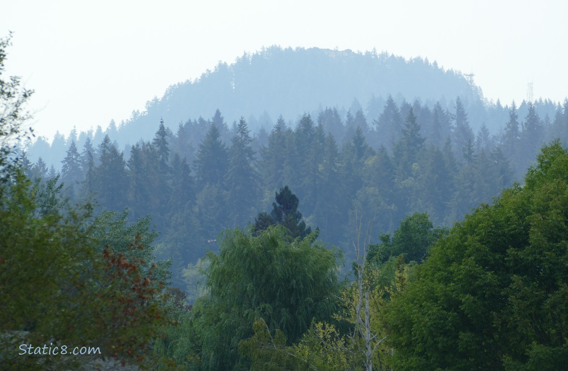 Hazy trees on the hill in the distance