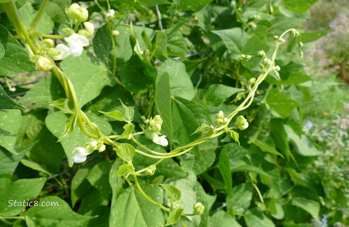 Bean blooms in front of bean leaves