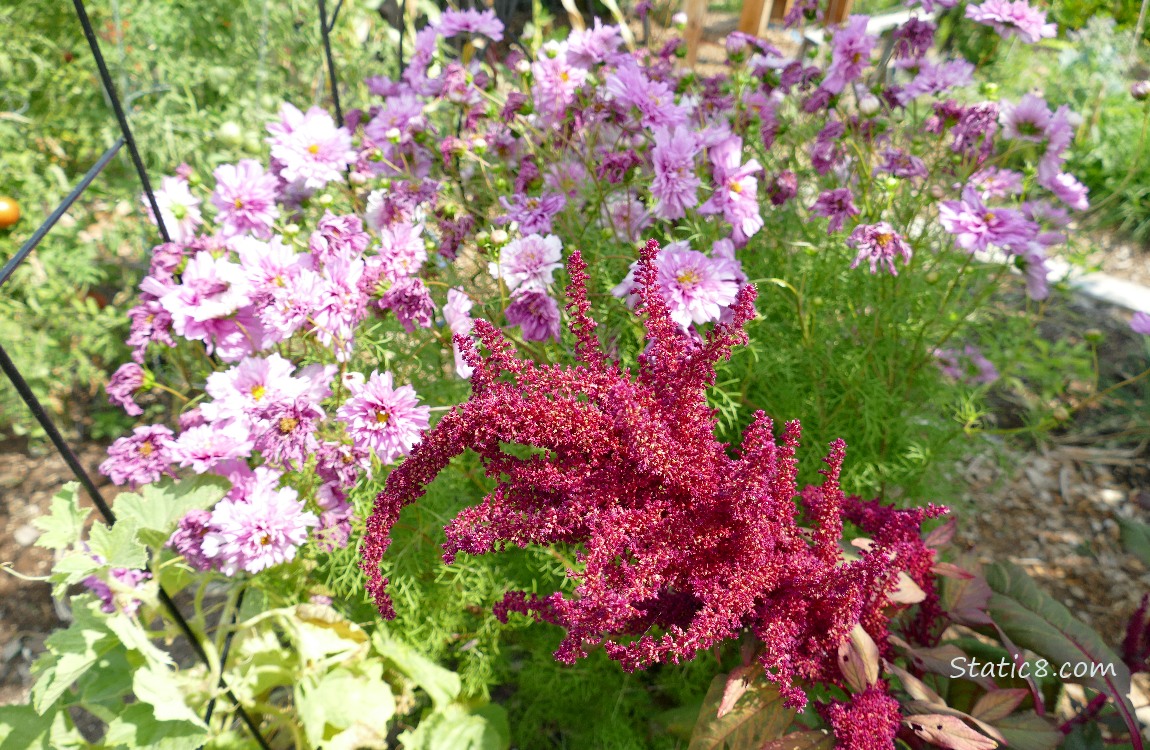 Red Amaranth bloom with pink Cosmos blooms