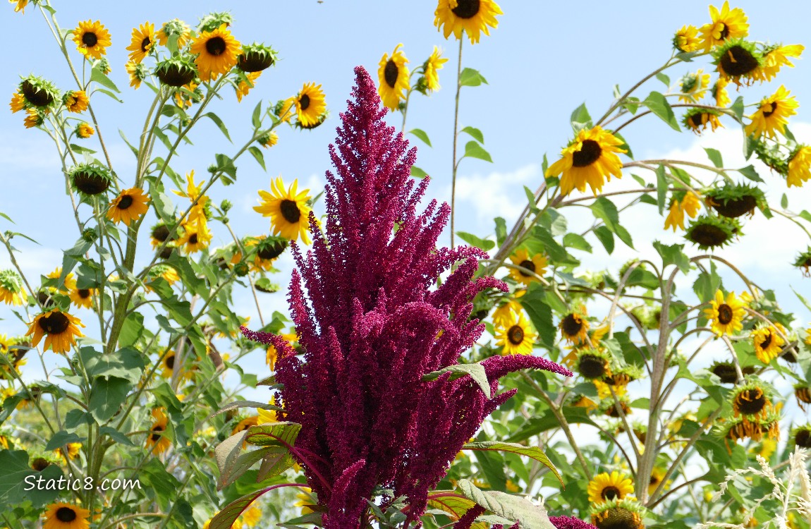 Red Amaranth, surrounded by sunflower blooms