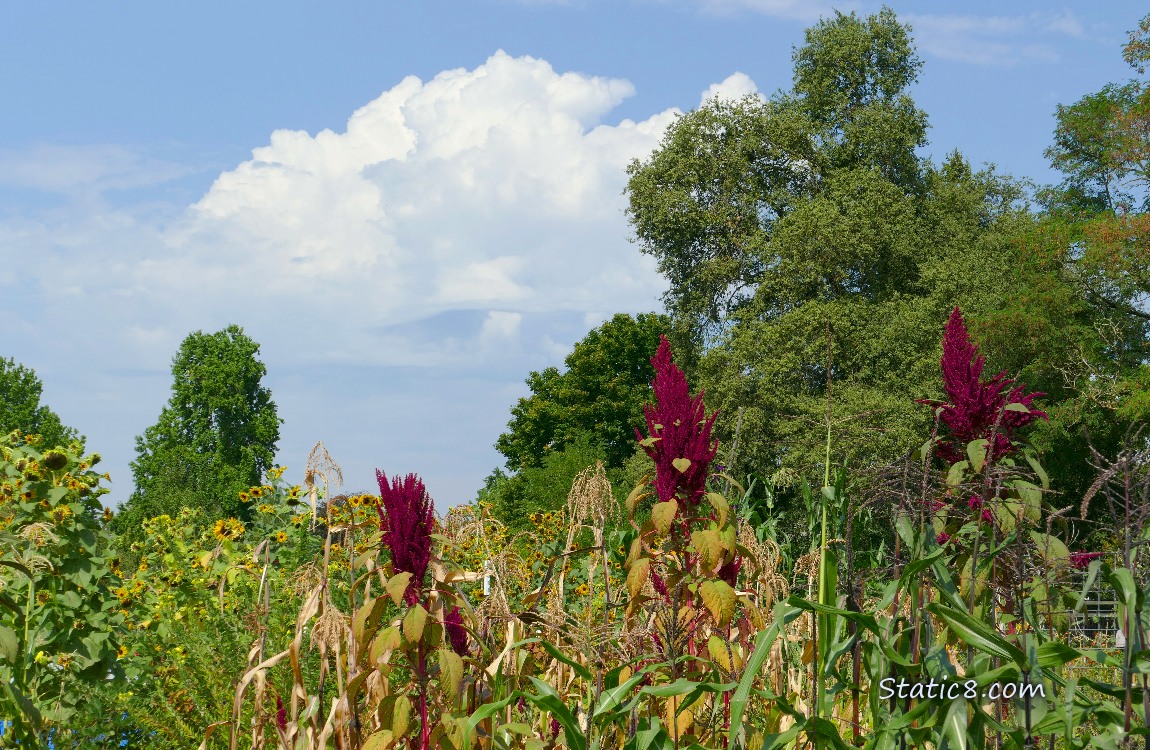 Clouds over the Community Garden