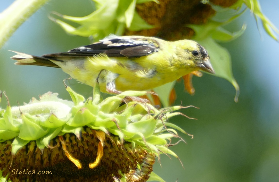 Goldfinch standing on the back of a sunflower seed head