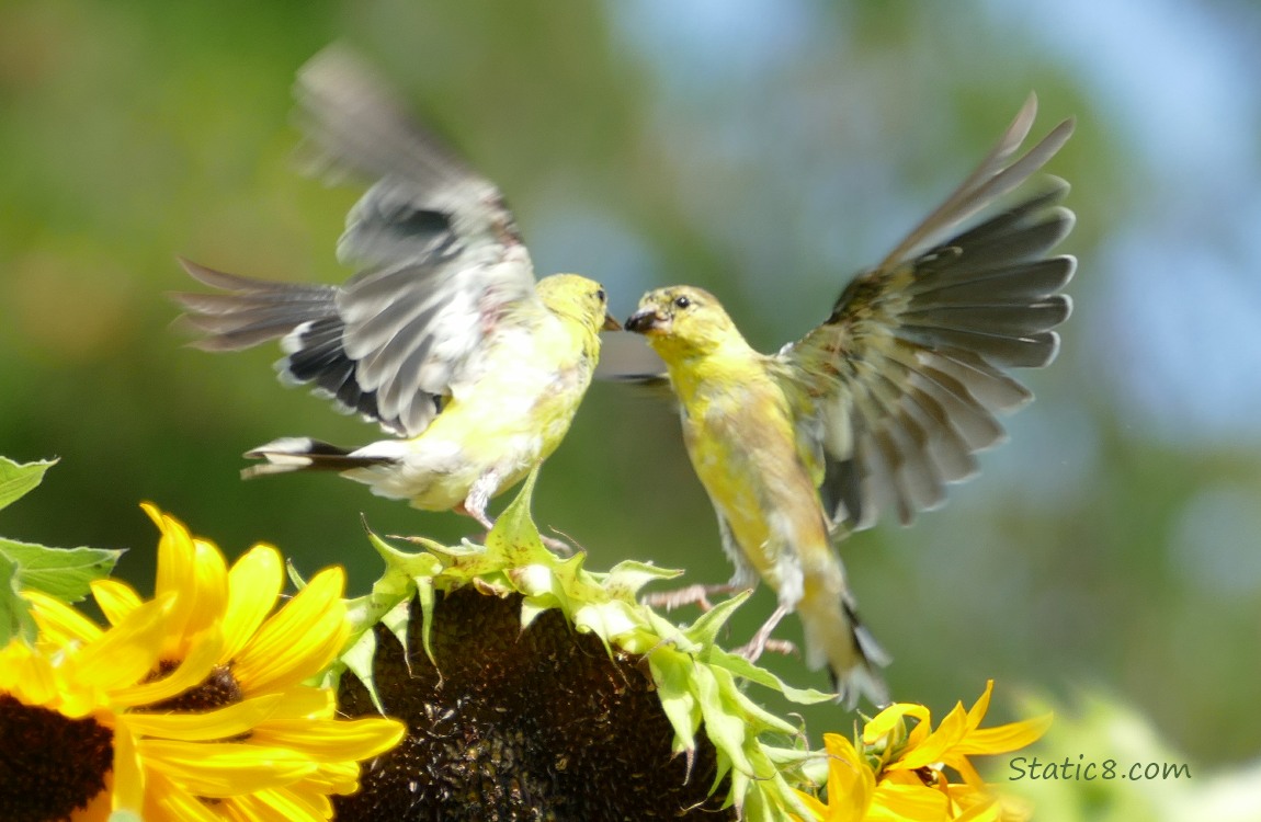 Goldfinches fluttering over a sunflower bloom