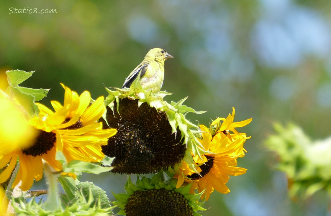 Goldfinch standing on a sunflower