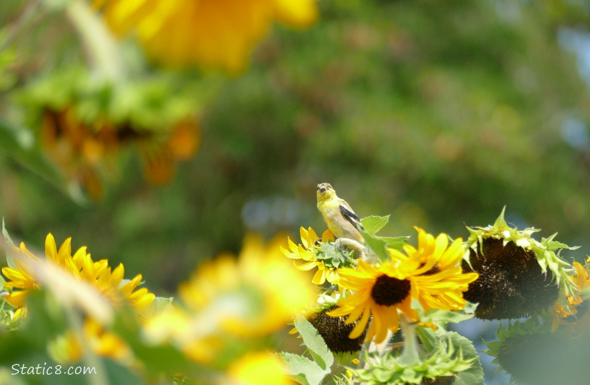 Goldfinch surrounded by sunflower blooms