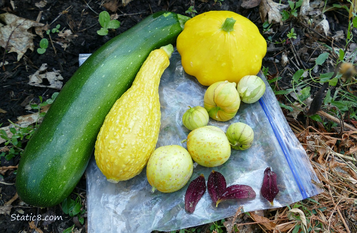 Harvested veggies laying on a ziplock bag on the ground