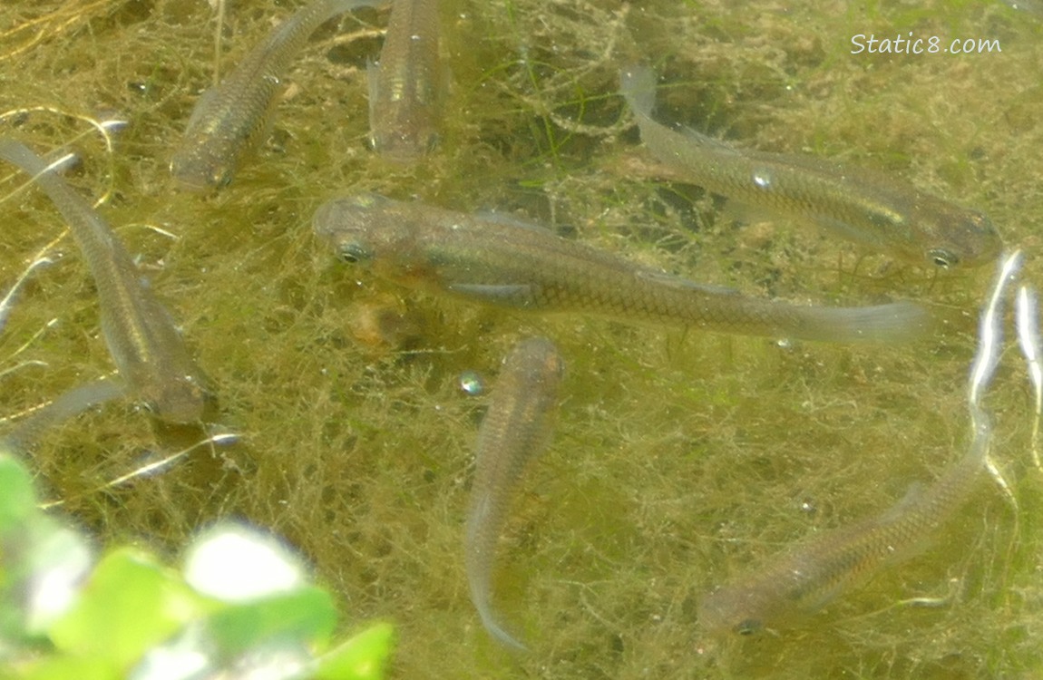 Minnows swimming in the water