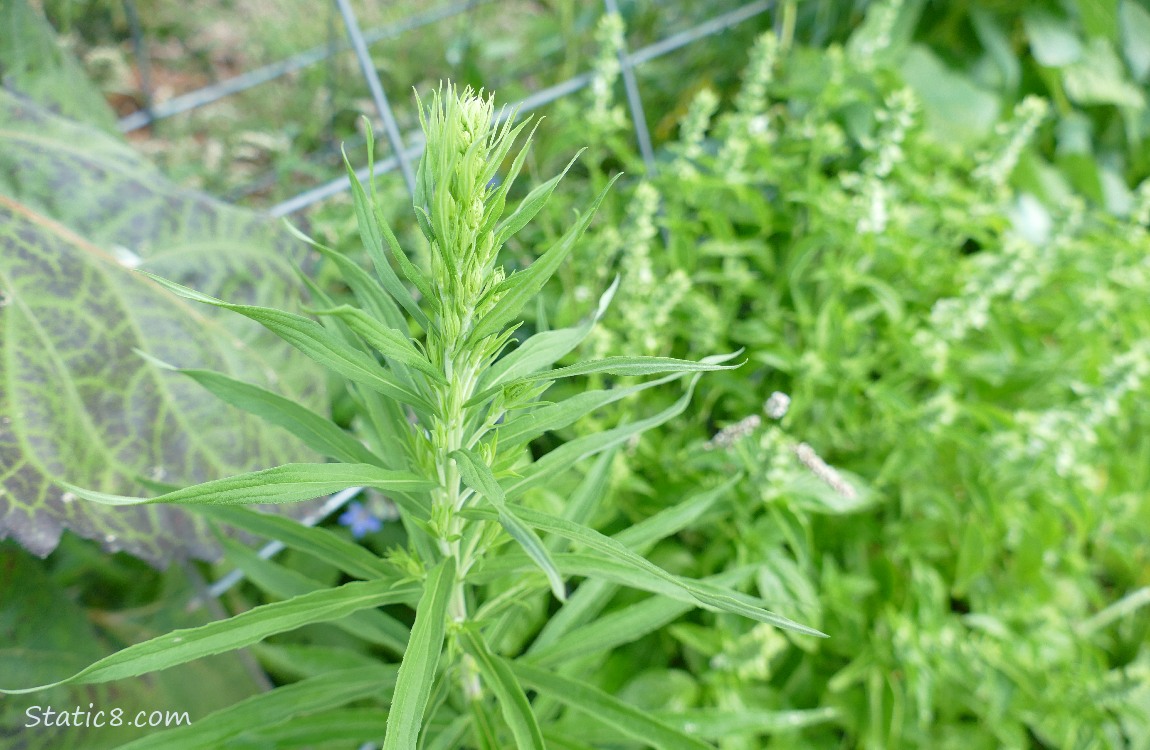 Mystery plant next to blooming Basil