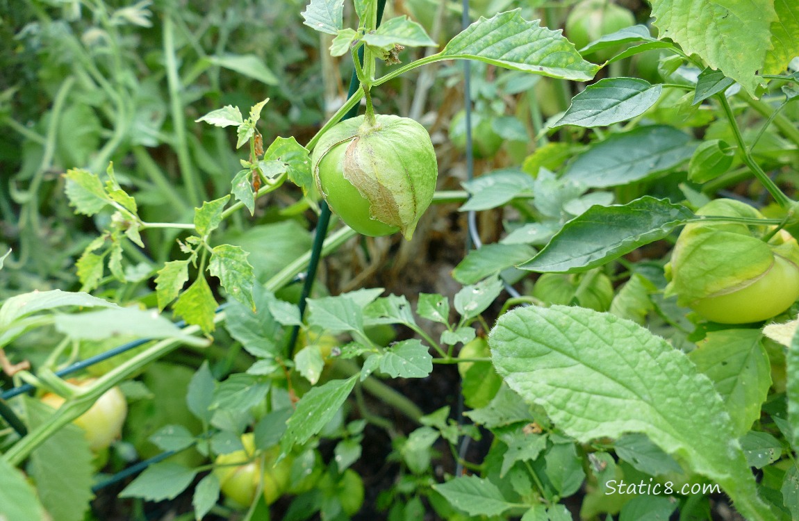 Tomatillos ripening on the vine