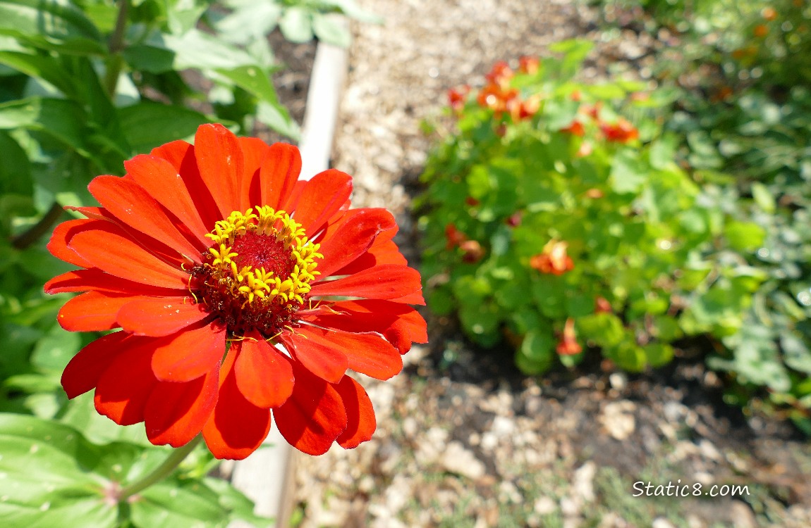 Red Zinnia bloom