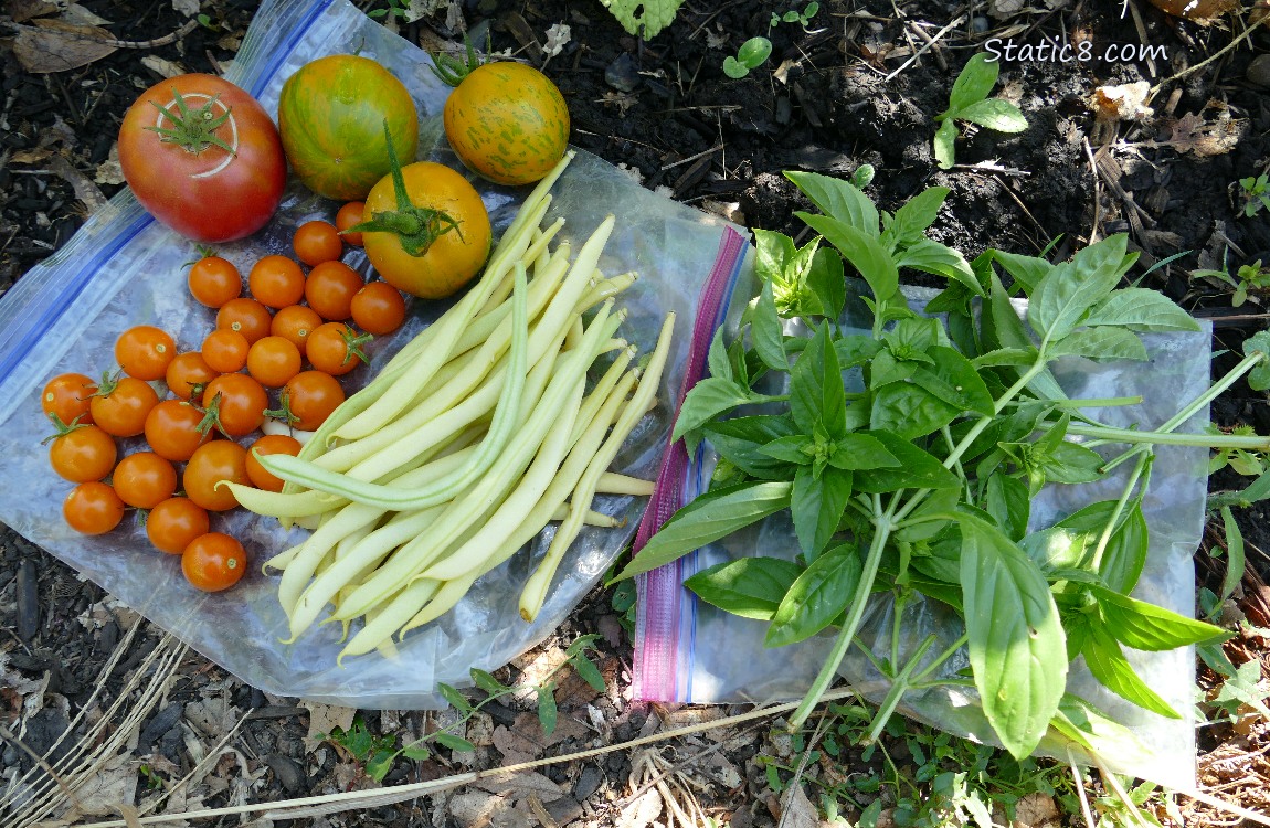 Harvested veggies laying on a ziplock bag on the ground