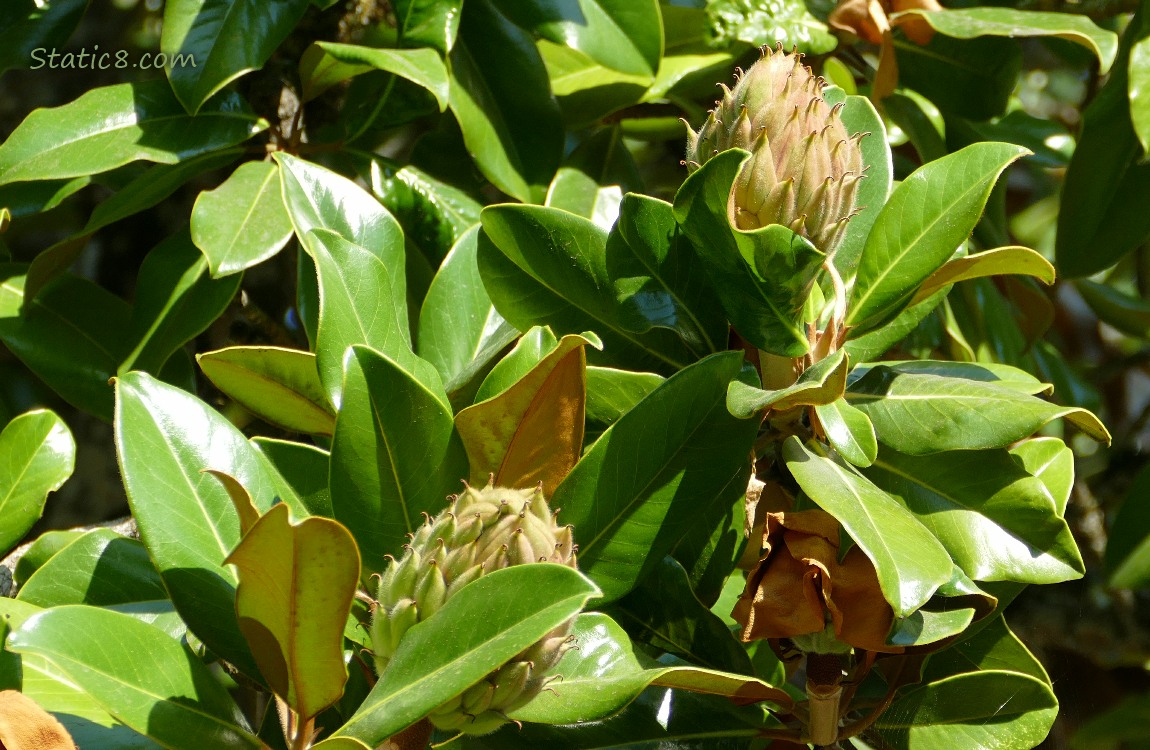 Magnolia fruits on the tree