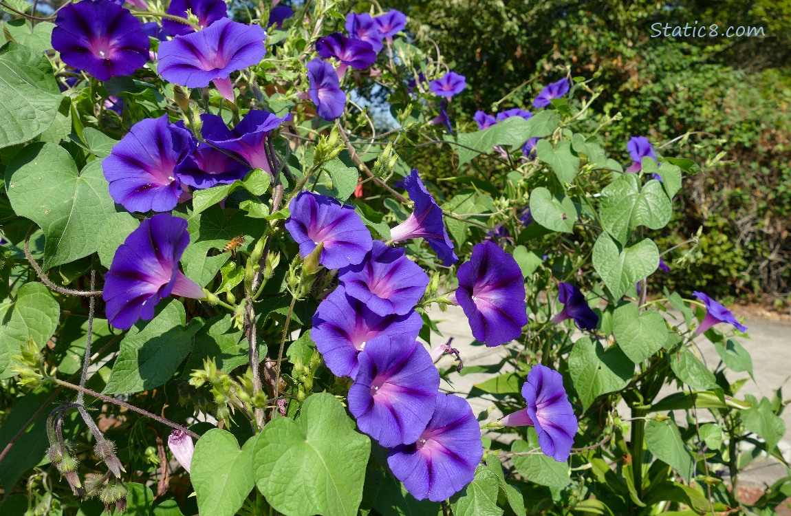 Purple Morning Glory blooms and green leaves