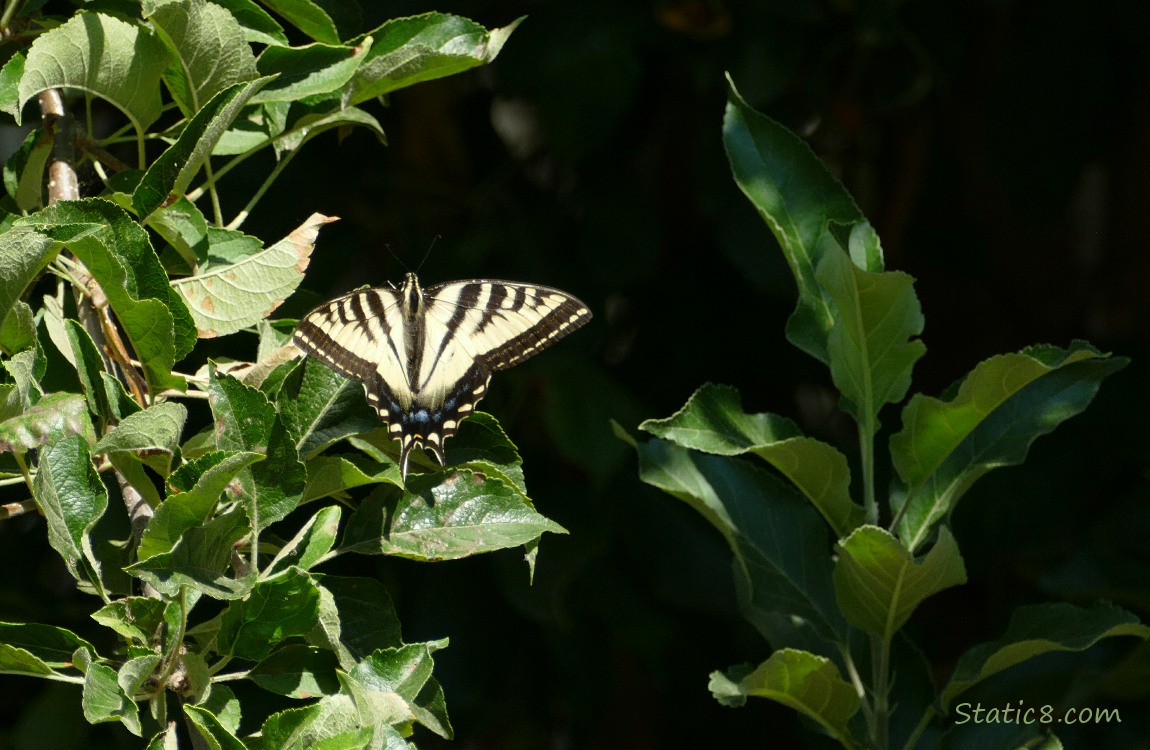 Butterfly standing on a green plant