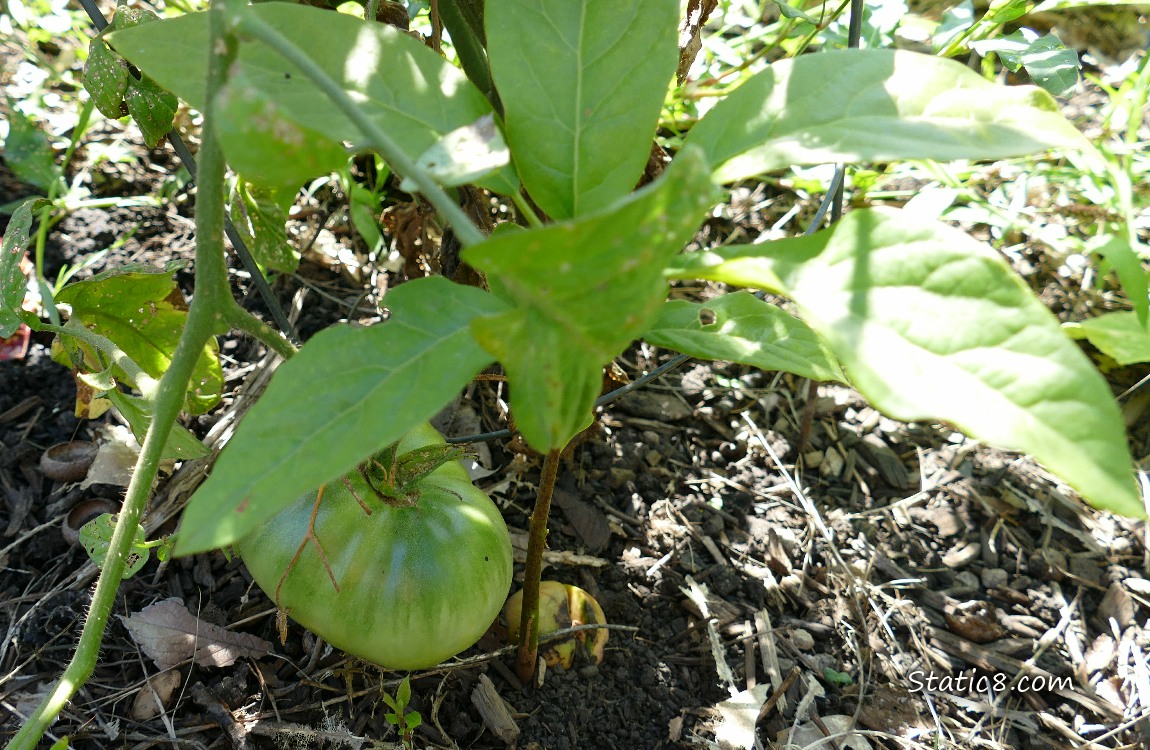 Avocado tree growing next to a tomato