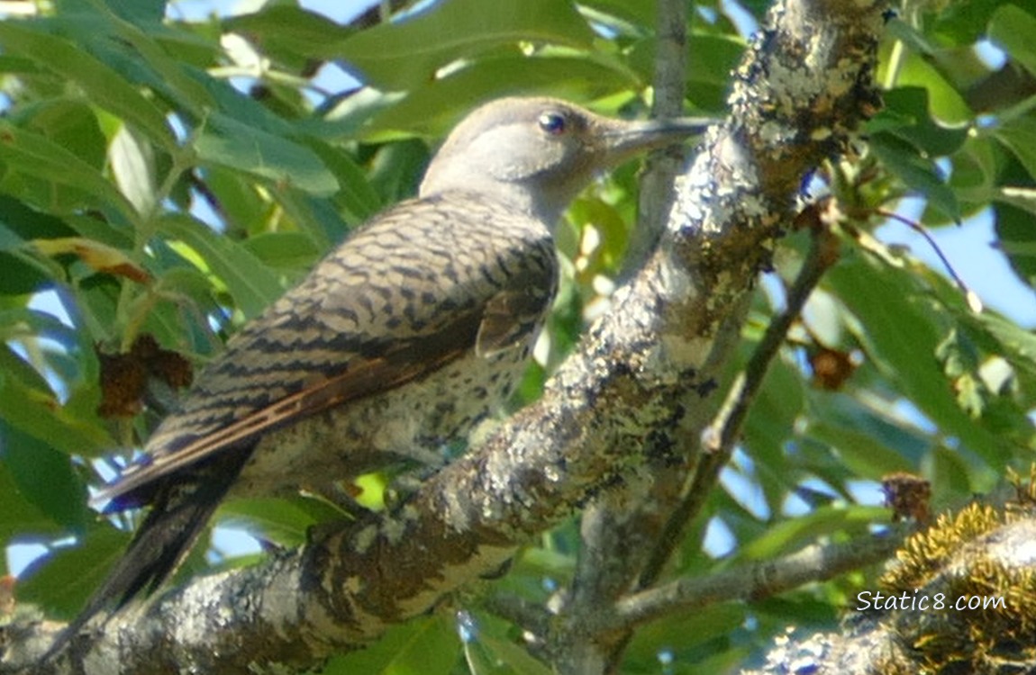 Flicker standing on a tree branch with green leaves behind