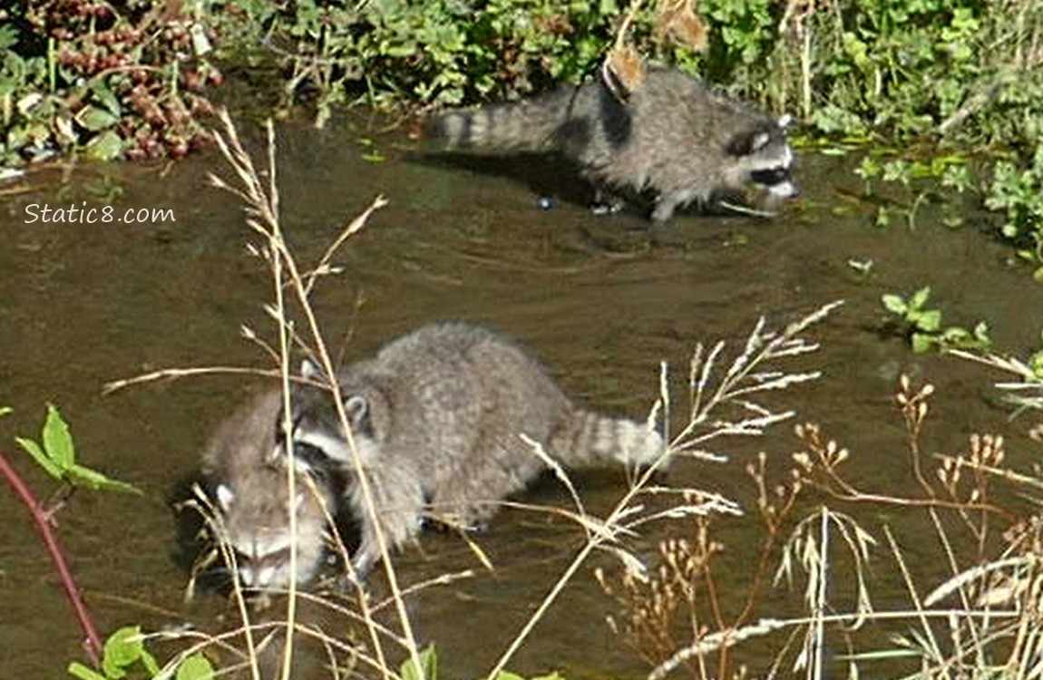 Raccoons walking in shallow water