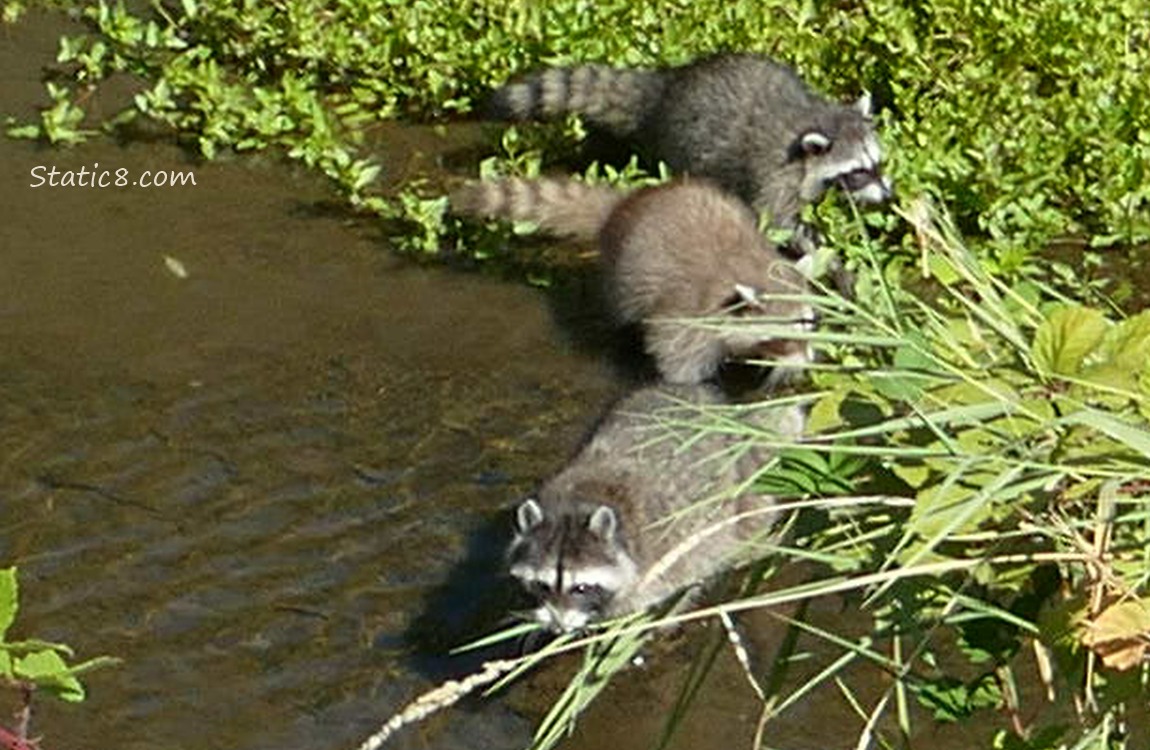 Three Raccoons walking in shallow water