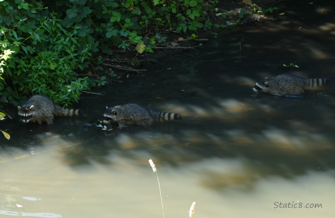 Three raccoons at the bank of the creek