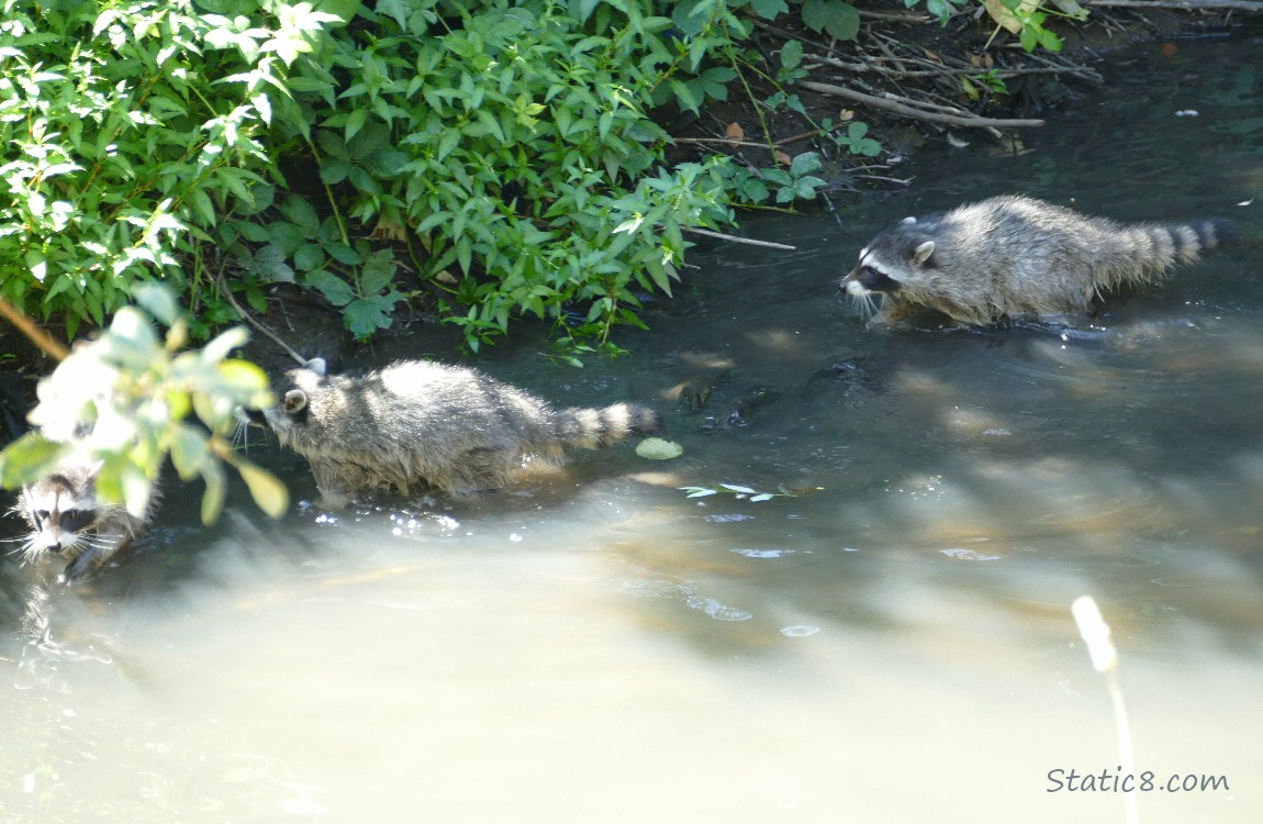 Three raccoons at the bank of the creek