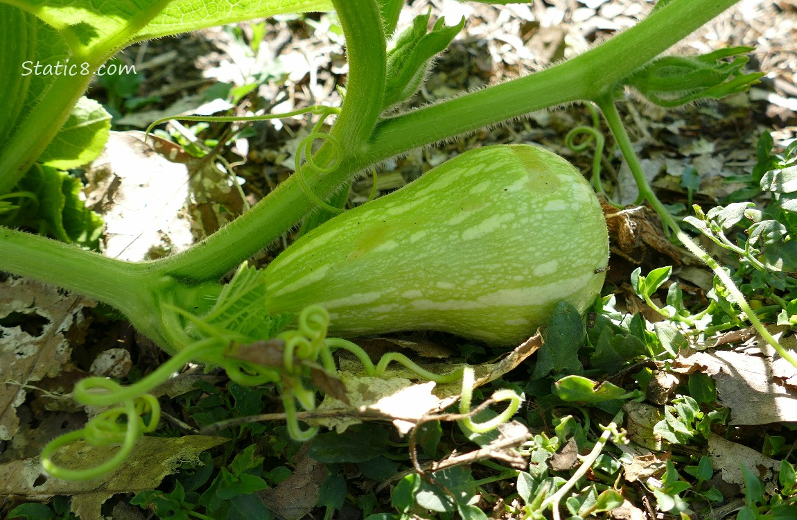 Butternut squash growing on the vine