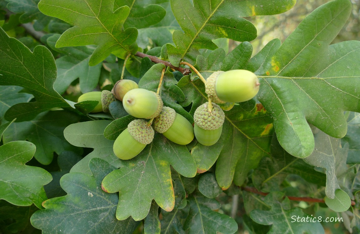 Green acorns growing among White Oak leaves