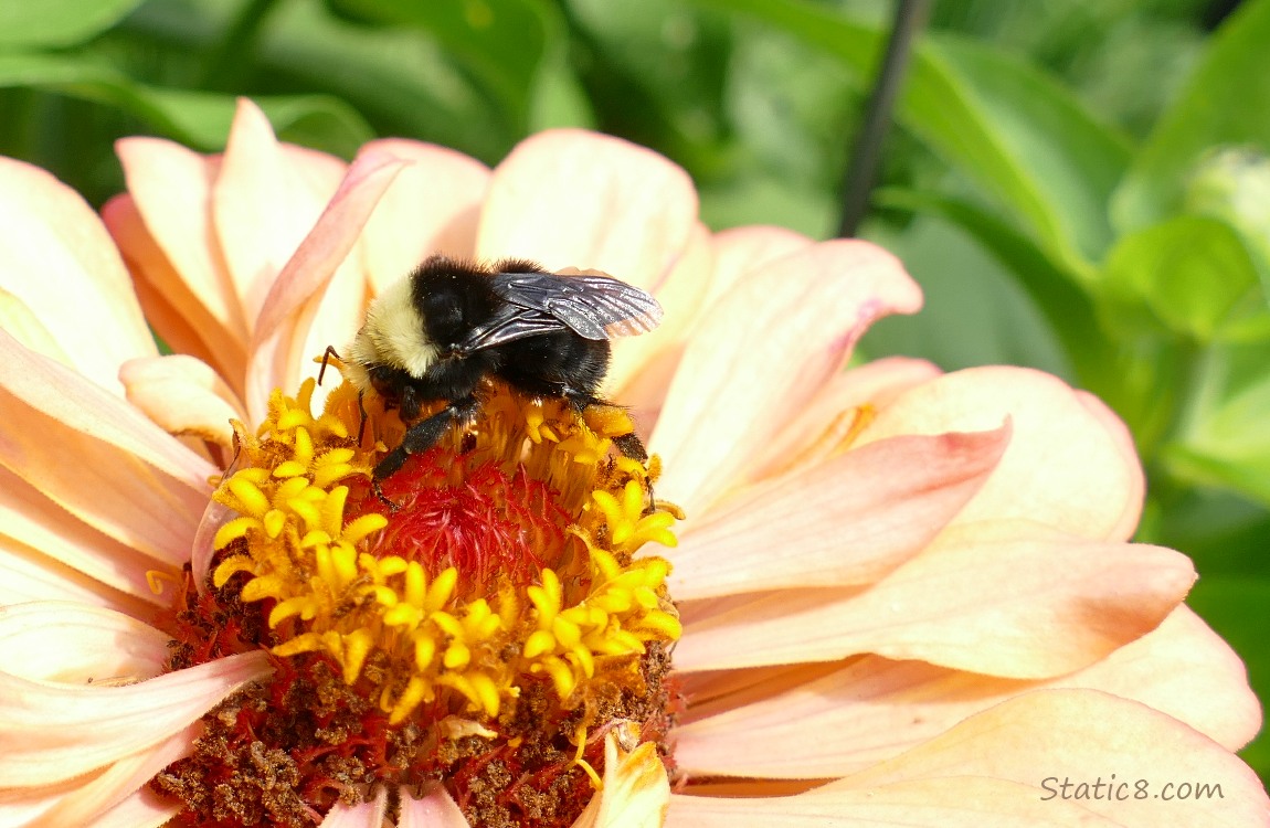 Bumblebeen on a peach coloured Zinnia bloom