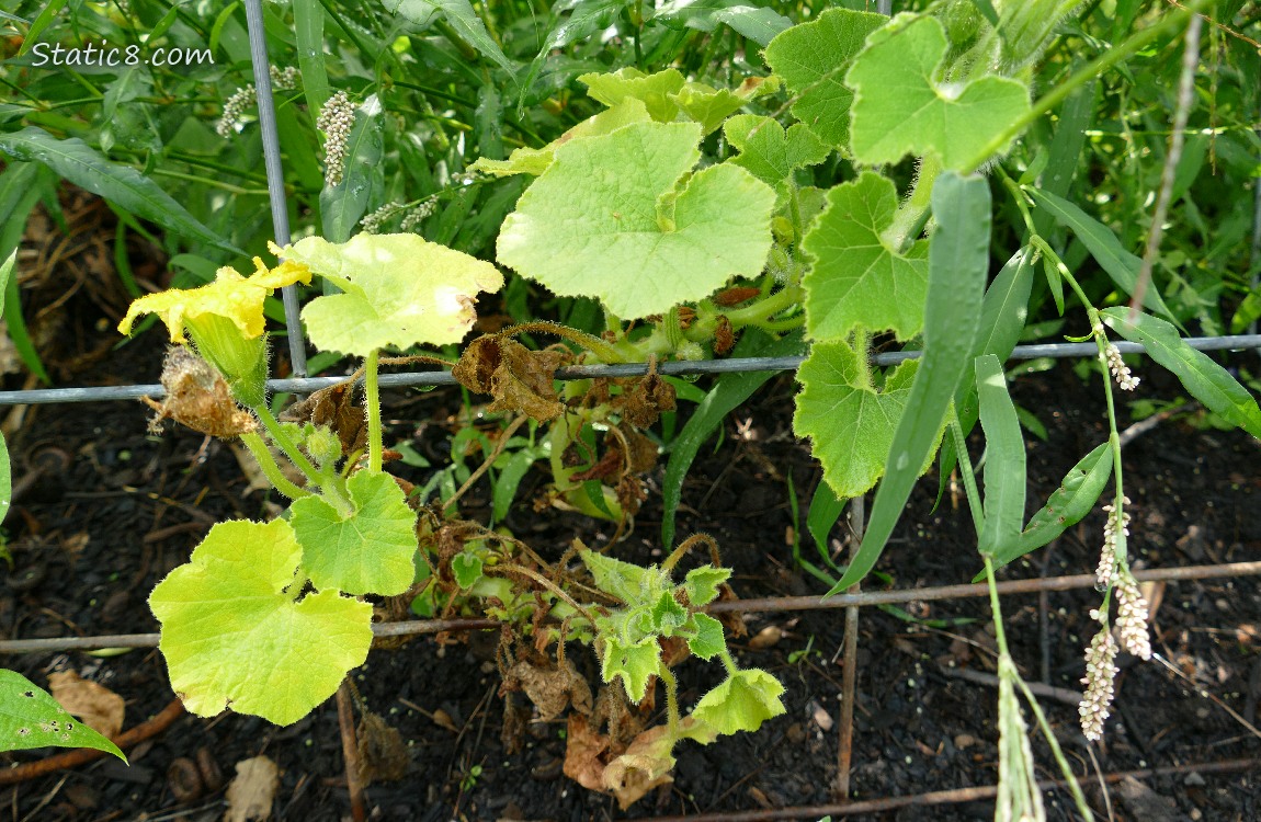 Small squash plants under a wire trellis