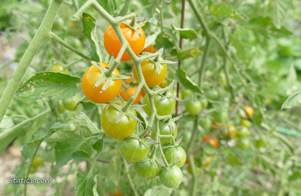 Sungolds ripening in a line on the vine
