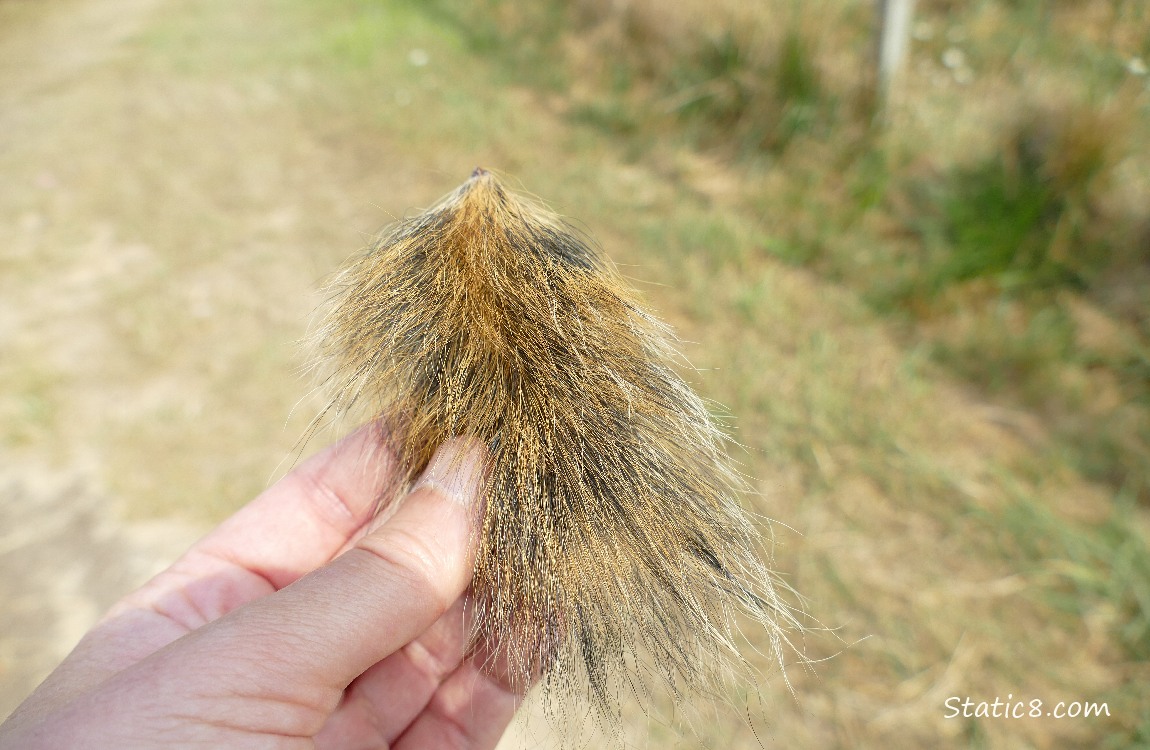 Hand holding part of a Squirrel tail