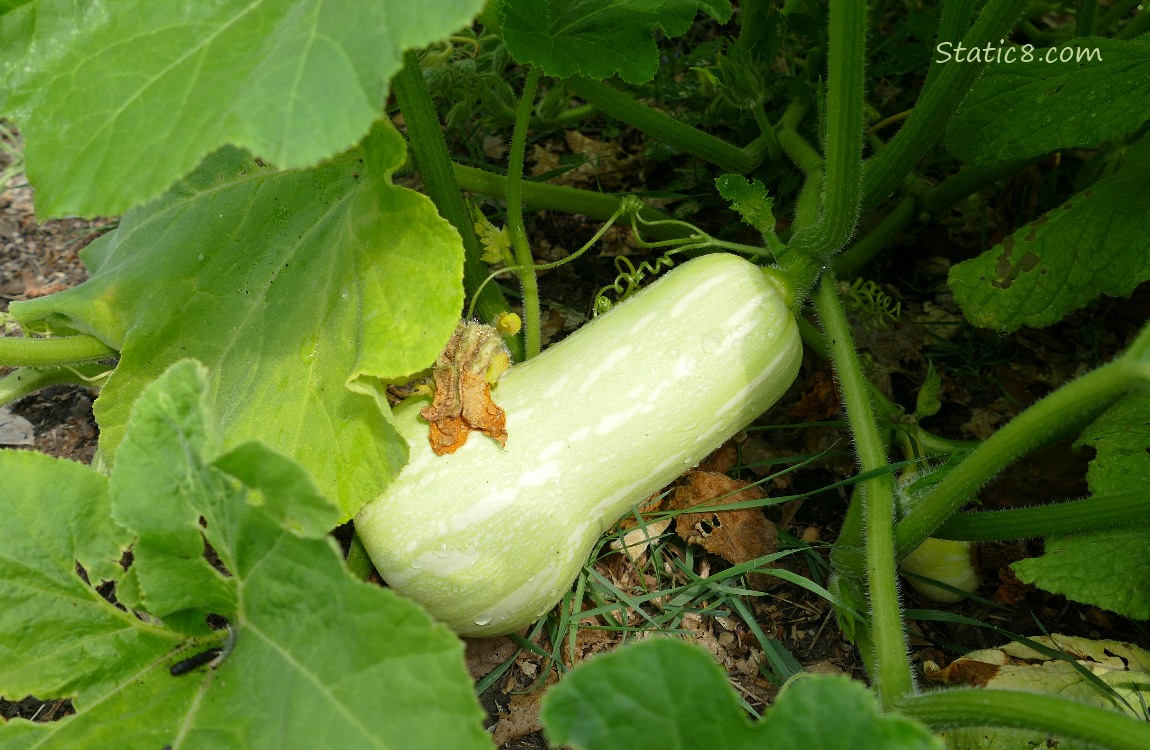 Butternut squash growing under the leaves of the plant