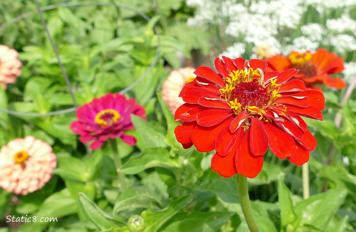 Zinnia blooms in red, pink and purple