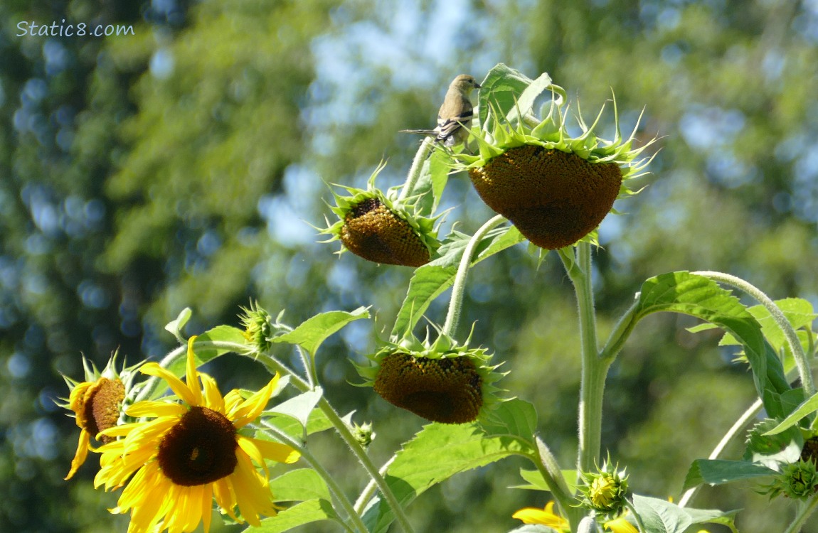 Goldfinch standing at the top of a Sunflower plant with many blooms