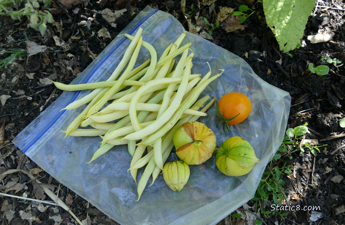 Harvested veggies laying on a ziplock bag on the ground