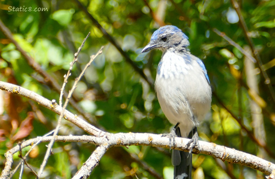 Scrub Jay standing on a bare branch in a tree