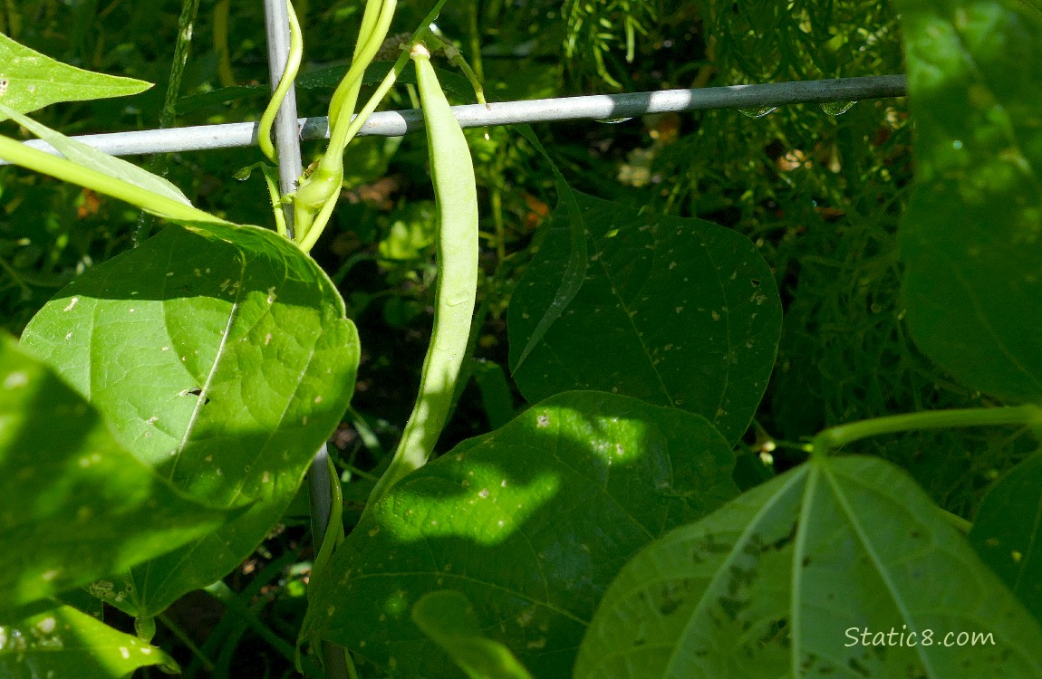 Bean growing on the vine