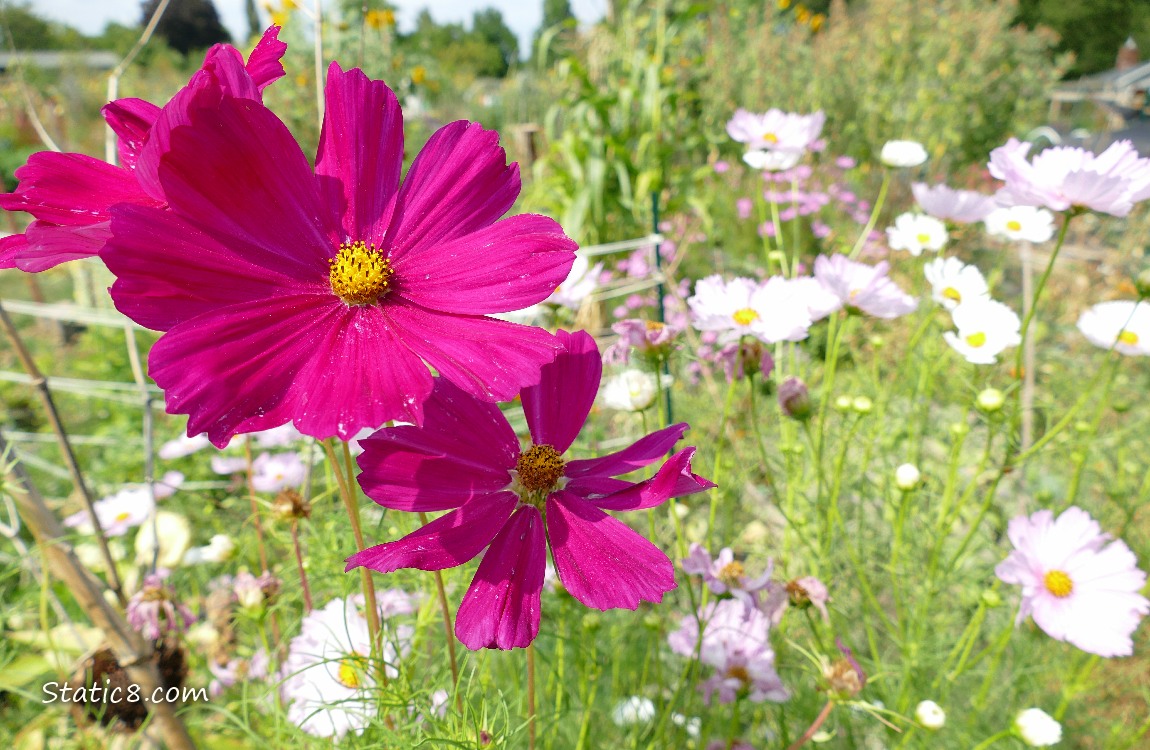 Red Violet Cosmos blooms surrounded by pale pink Cosmos blooms