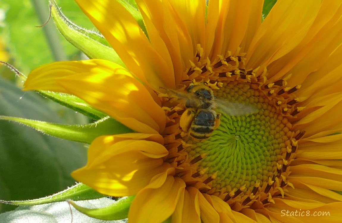 Honey Bee standing on a Sunflower bloom