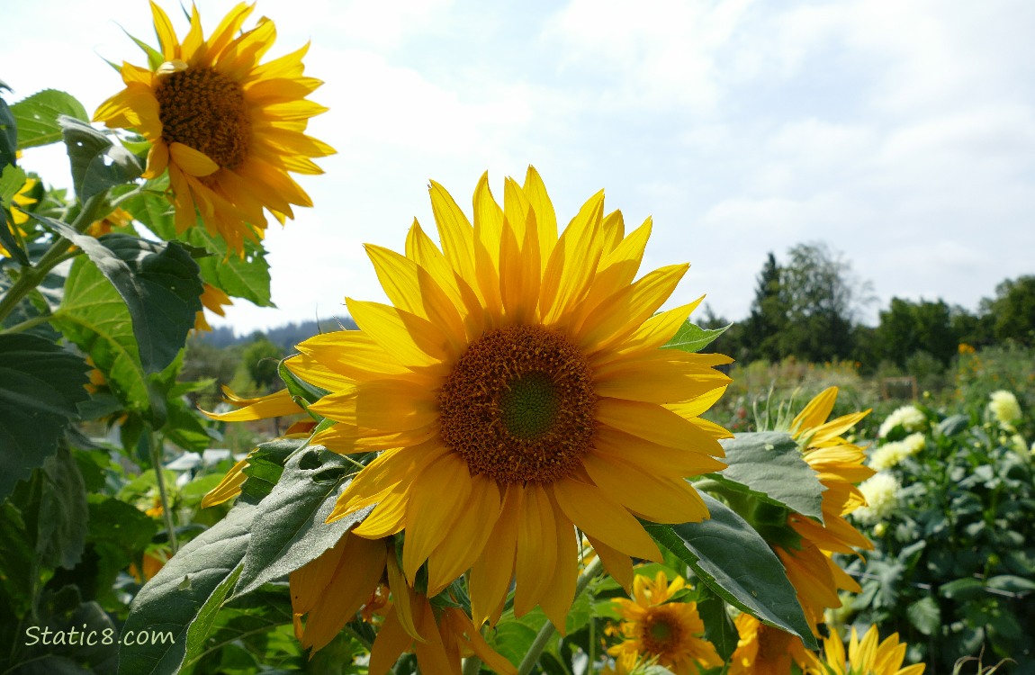 Sunflower blooms