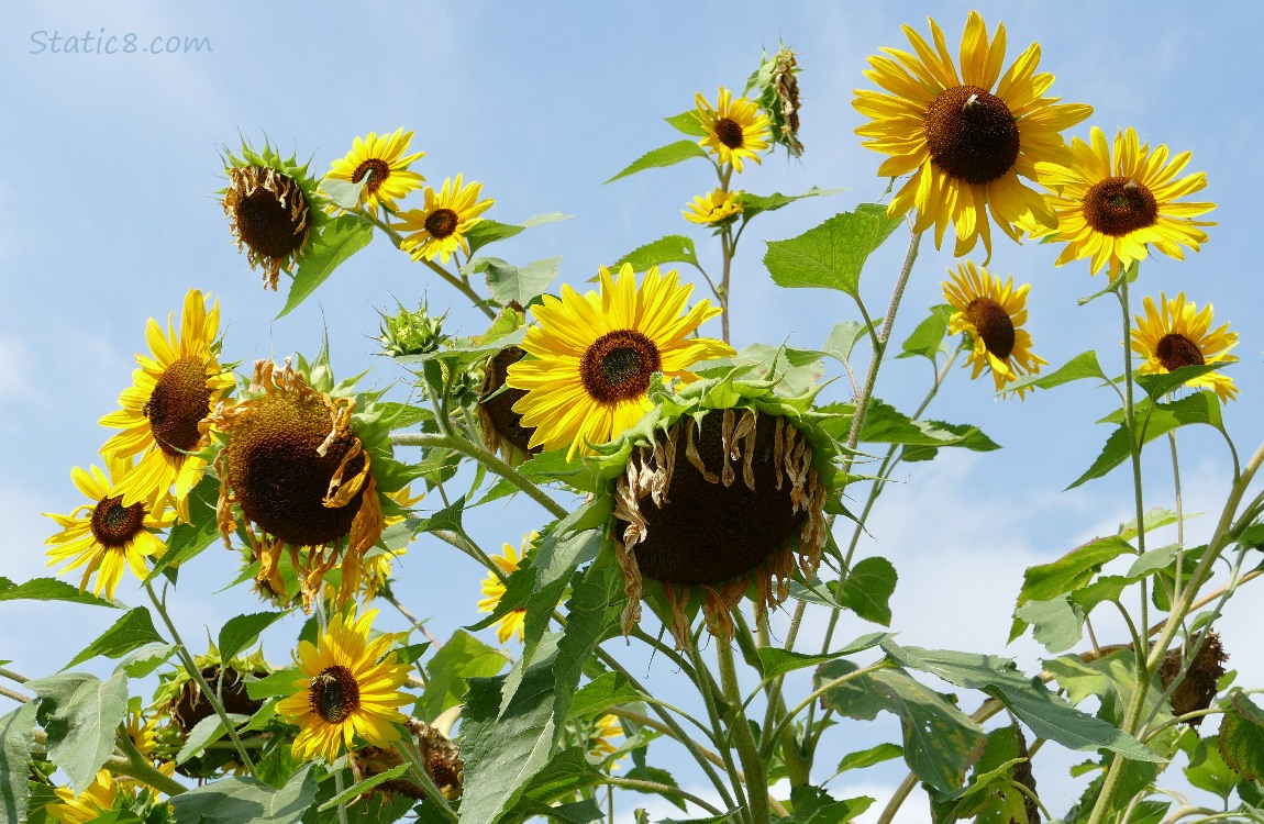Sunflower blooms in front of pale blue sky