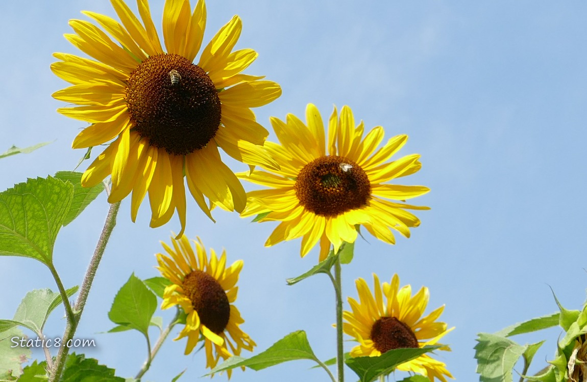 Sunflower blooms in front of pale blue sky